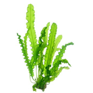 Dennerle Aponogeton longiplumulosus