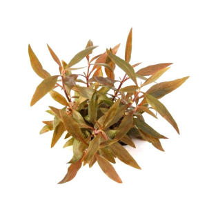 Dennerle Alternanthere reineckii 'Mini'