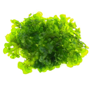 Dennerle Lomariopsis lineata 'süsswassertang'