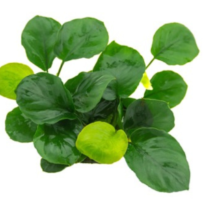 Dennerle Anubias barteri ´Coin Leaf´