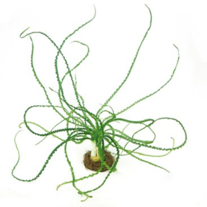 Dennerle Crinum calamistratum