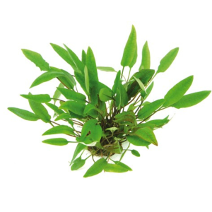 Dennerle Cryptocoryne affinis