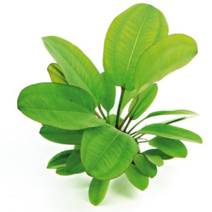 Echinodorus Dschungelstar Nr. 2 'Little bear'