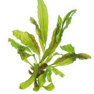 Dennerle Echinodorus Dschungelstar Nr. 3 'Python'