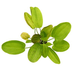 Dennerle Echinodorus Dschungelstar Nr. 9 'Spotted Harbich'