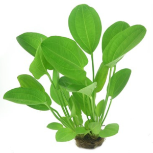 Dennerle Echinodorus cordifolius Harbich Red