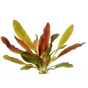 Dennerle Echinodorus Red Chamäleon (DPL30075)