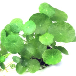 Dennerle Hydrocotyle verticillata (DPL00467)