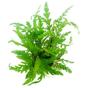 Dennerle Hygrophila pinnatifida (DPL00080)
