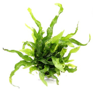 Dennerle Microsorum pteropus 'Petite' (DPL30081)