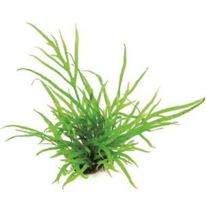 Dennerle Microsorum pteropus Trident (DPL00640)