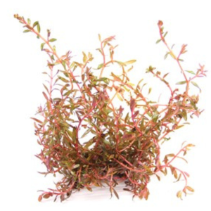 Dennerle Rotala spec. ´H´Ra´ (DPL30309)