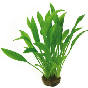 Dennerle Echinod. grisebachii Amazonicus (DPL00161)