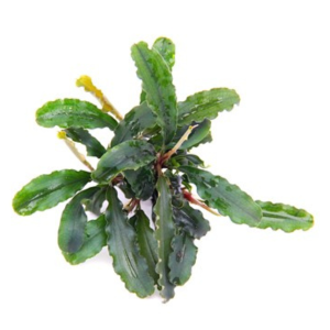 Dennerle Bucephalandra pygmaea 'Bukit Kelam' VE5 (DPL30070)