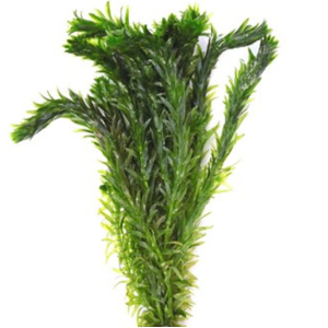 Dennerle Egeria densa Spezial (DPL00817)