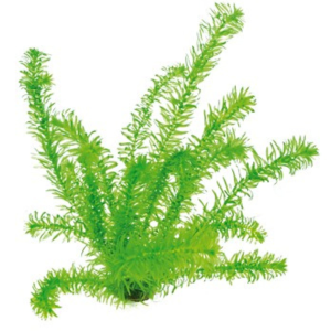 Dennerle Egeria densa tropical species (DPL00678)