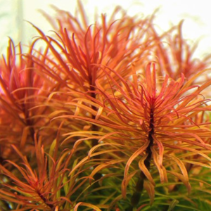 Dennerle Ludwigia inclinata var.verticillata (DPL30472)