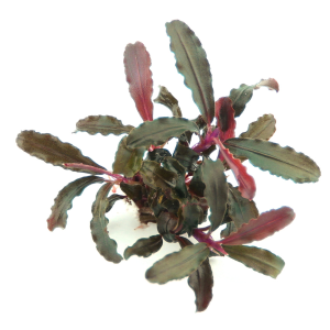Dennerle Bucephalandra sp. 'Red Scorpio' (DPL30511)
