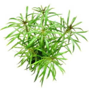 Dennerle Pogostemon stellatus spec. (DPL00301)