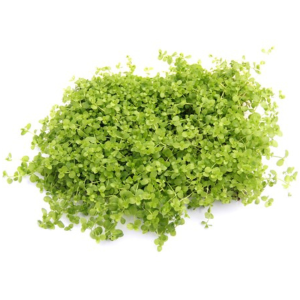 Dennerle Micranthemum tweediei 'Monte Carlo', Pad (DPL00278)