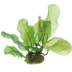 Dennerle Aponogeton madagascariensis