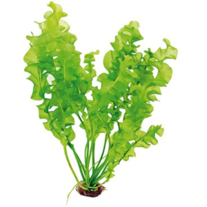 Dennerle Aponogeton ulvaceus