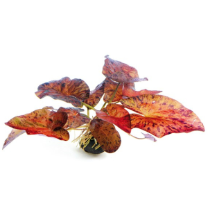 Dennerle Nymphaea lotus ´Red´