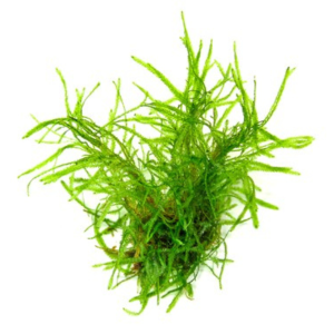 Dennerle Taxiphyllum alternans 'Taiwan´