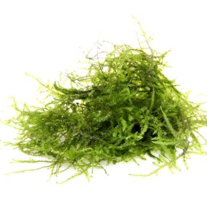 Dennerle Taxiphyllum barbieri 'Java Moss'