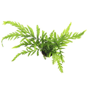 Dennerle Bolbitis heudelotii