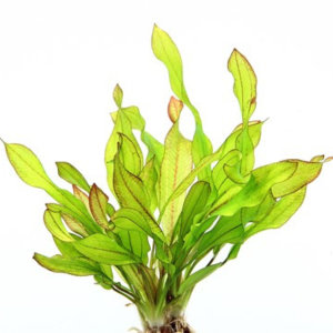 Dennerle Echinodorus Green Chamäleon