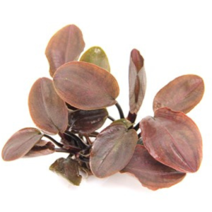 Dennerle Lagenandra meeboldii Red (DPL30092)