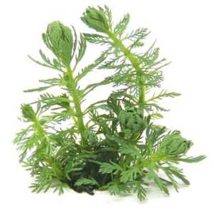Dennerle Myriophyllum spec. ´Guayana´ (DPL30308)