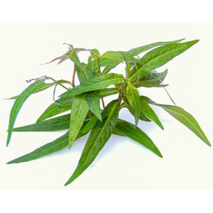 Dennerle Persicaria sp. Sao Paulo' (DPL30492)