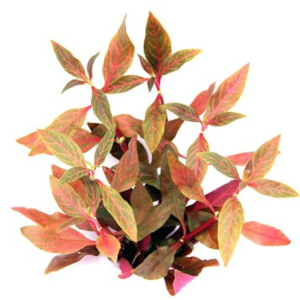 Dennerle Alternanthera reineckii Red Ruby