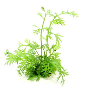 Dennerle Ceratopteris thalictroides (DPL00619)