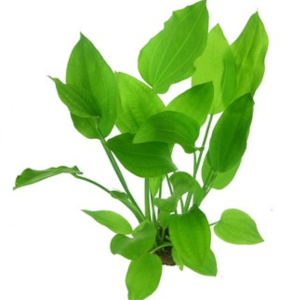 Dennerle Echinodorus argentinensis (DPL00157)