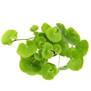 Dennerle Hydrocotyle leucocephala (DPL00797)