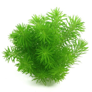 Dennerle Pogostemon deccanensis (DPL00101)