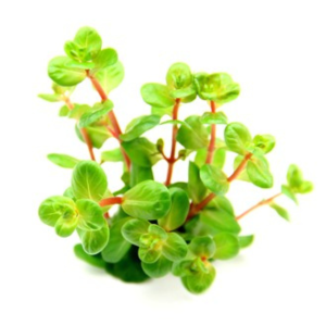 Dennerle Rotala rotundifolia Orange Juice (DPL30228)