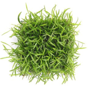 Dennerle Lilaeopsis brasiliensis, Pad (DPL00908)