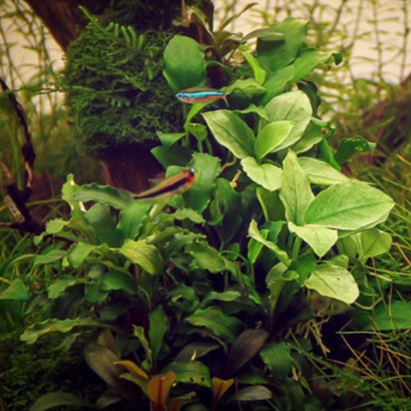 Dennerle Anubias nana 'Jade' (DPL30510) - Image 2