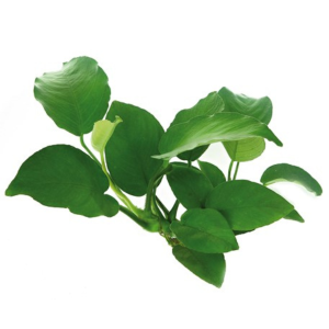 Dennerle Anubias barteri