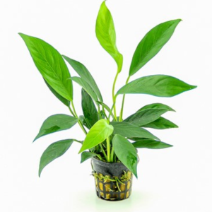 Dennerle Anubias barteri var. glabara