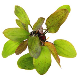 Dennerle Echinodorus Ozelot