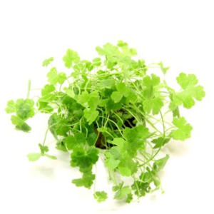 Dennerle Hydrocotyle tripartita (DPL00102)