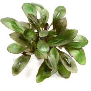 Dennerle Lobelia cardinalis (DPL00941)