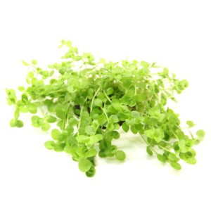 Dennerle Micranthemum umbrosum (DPL00233)