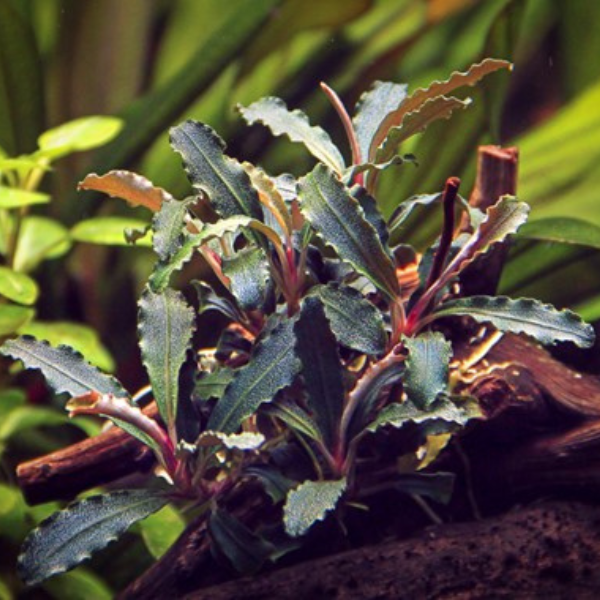 Dennerle Bucephalandra sp. 'Red Scorpio' (DPL30511) - Image 2