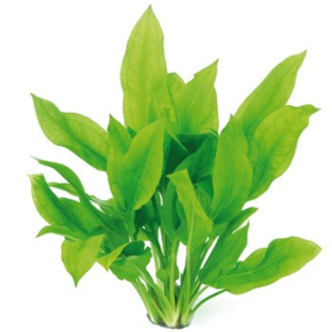 Dennerle Echinodorus grisebachii Bleherae (DPL00446)